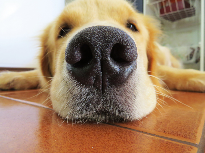 Nose of a Golden Retriever Dog